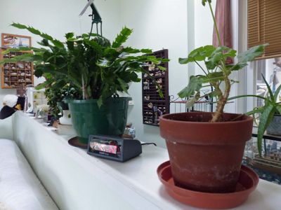 5 Oct A half wall of plants