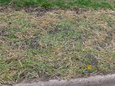 1 Nov Wild flowers or weeds? Time will tell