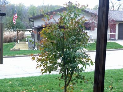 6 Nov Japanese Maple