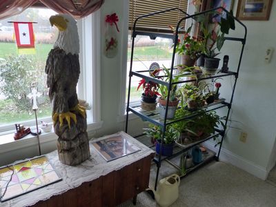 12 Nov Eagle ignoring the plants