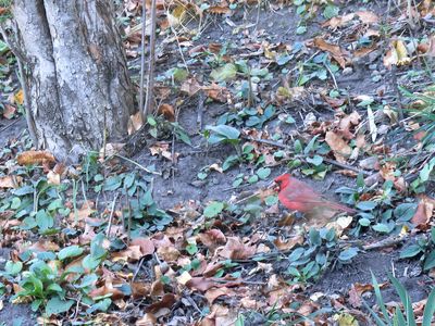 14 Nov Cardinal getting the natural food