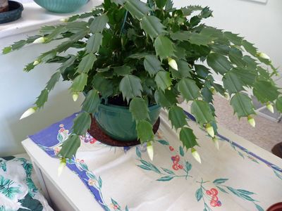15 Nov Christmas cactus