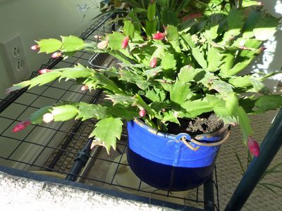 16 Nov Red Christmas cactus