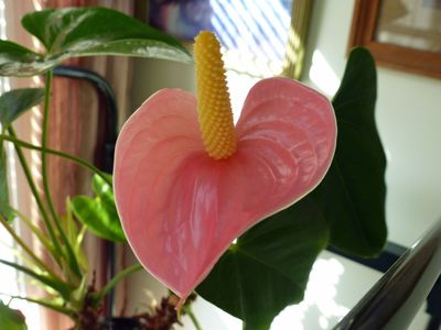 18 Nov Anthurium pink