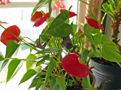 19 Nov Anthurium red