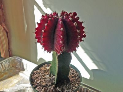 20 Nov Moon cactus