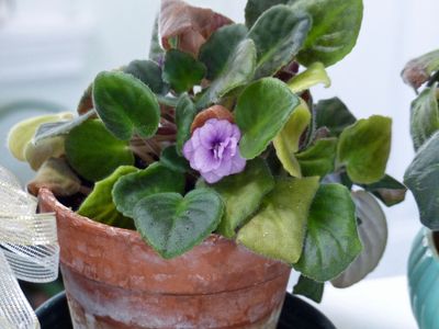 21 Nov Violet still blooming
