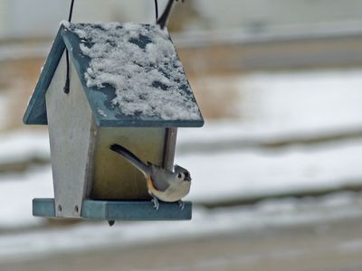 13 Dec Bird at the feeder