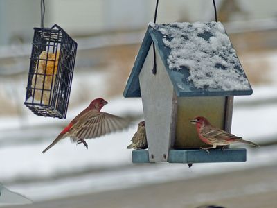 6 Dec House Finch
