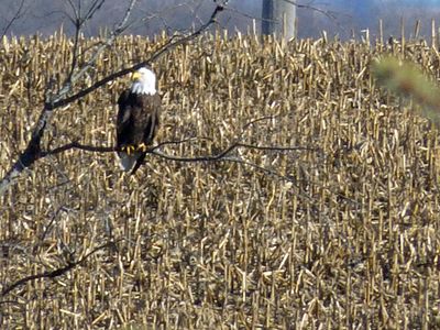 Close up of a lone Eagle