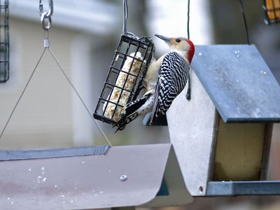 6 Jan Downy woodpecker