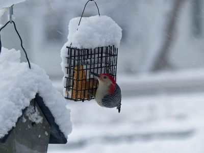 13 Jan Red-bellied woodpecker
