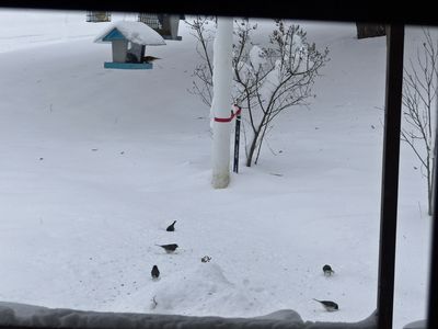 Birds enjoying the snow