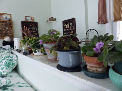 21 Jan A shelf of violets