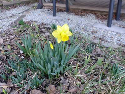 13 Mar Narcissus in the deck garden