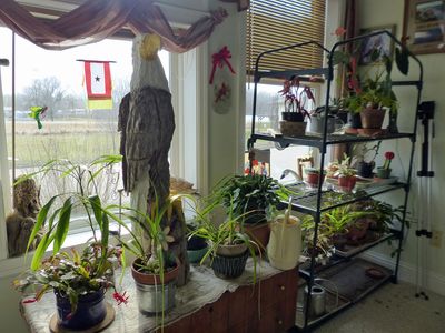 16 Mar More indoor plants added