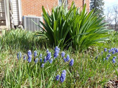 11 Apr Grape hyacinth