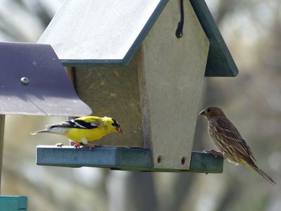 16 Apr Pretty birds