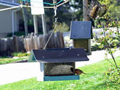 7 May Sun flower seed and suet