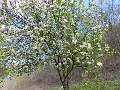 5 May Flowering crab apple our yard