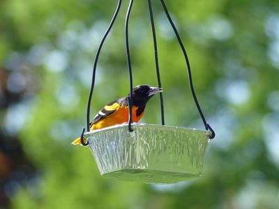 9 May Mr Oriole at the new feeder