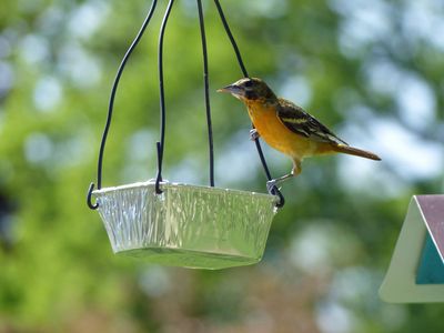 Mrs Oriole at the new feeder