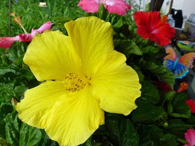 20 May Yellow hibiscus