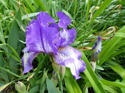 15 May Purple iris