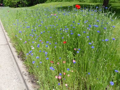 21 May The wildflower garden