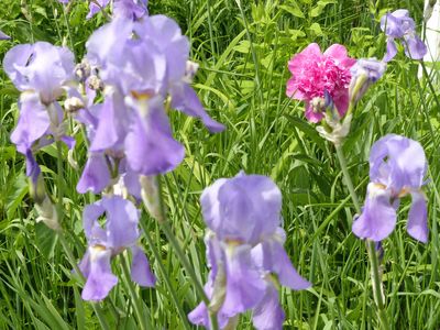 22 May Peony amongst the iris