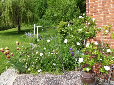 23 May White Rose