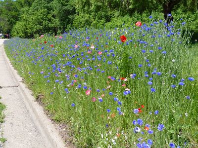 22 May Wildflower garden