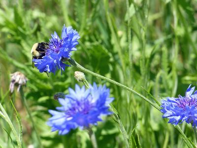 2 Jun Cornflower with a bee