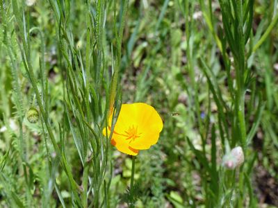 1Jun Yellow Evening Primrose