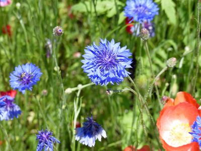  Cornflower.