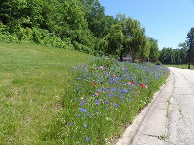 29 May Wildflower Wednesday