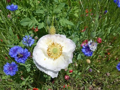 3 Jun White poppy, with a bee on the side!