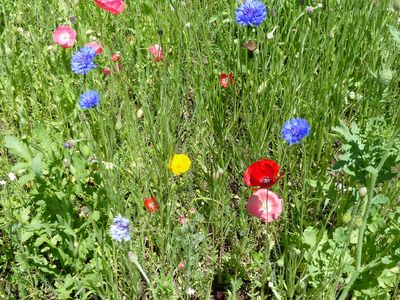 8 Jun Color in the wildflower garden