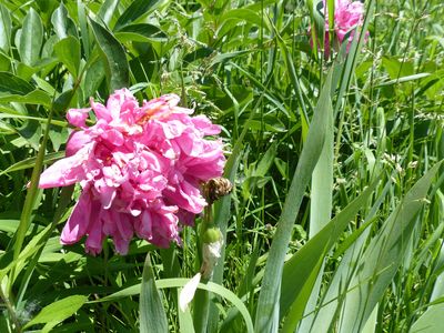 28 May Peony
