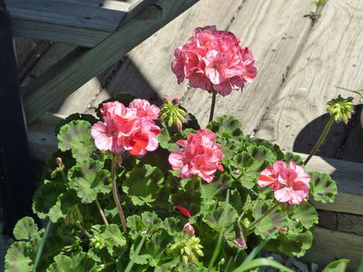 Geranium