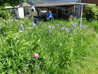 30 May Maralee is in the garden