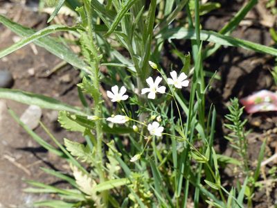 Unknown white wildflowers