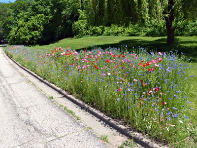 5 Jun Wildflower Wednesday