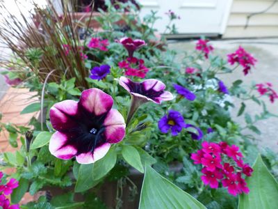 Petunias plus in the patio