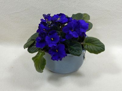 Indoor African violet