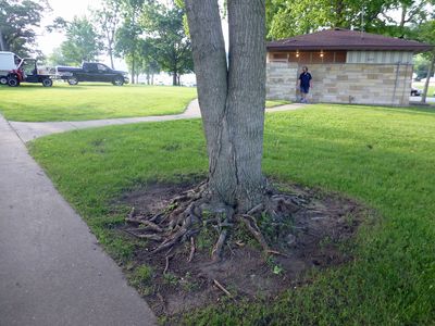 25 Jun Roots