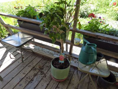 29 Jun repotted tree