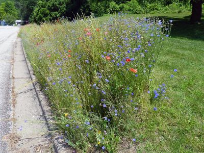26 Jun Wildflower Wedsneday