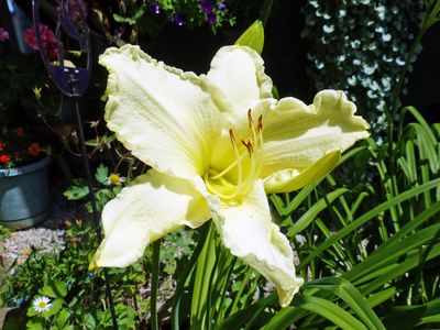 6 Jul Olallie Early Snowfall Day lily