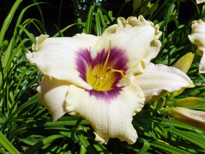 7 Jul Picotee Splendor Day lily